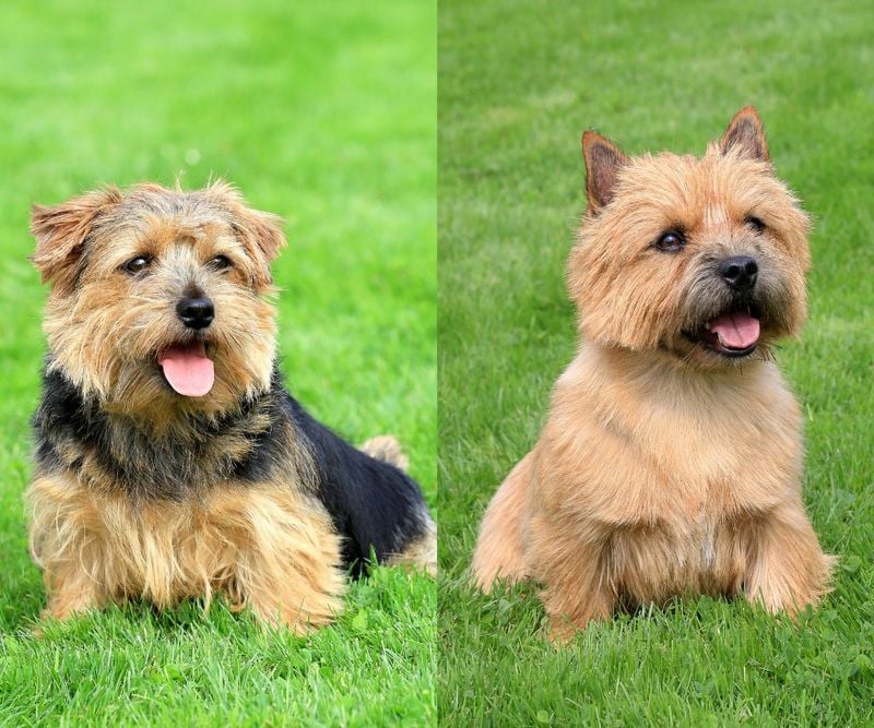 Cairn Terrier vs. Norwich Terrier