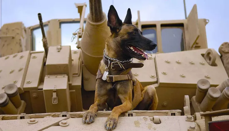 Belgian Malinois: The Tireless Working Machine