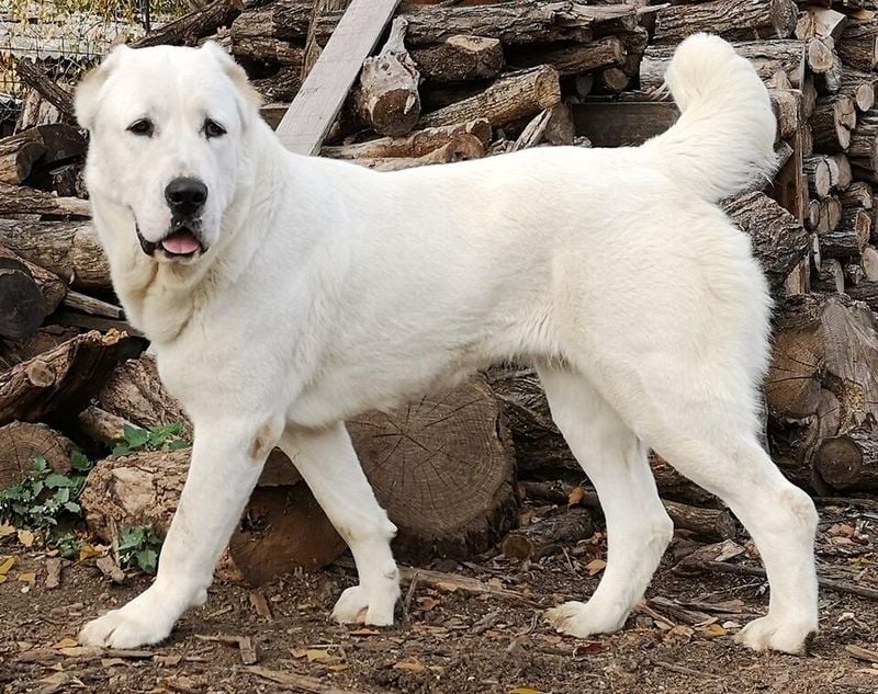 Central Asian Shepherd: The Desert Sentinel