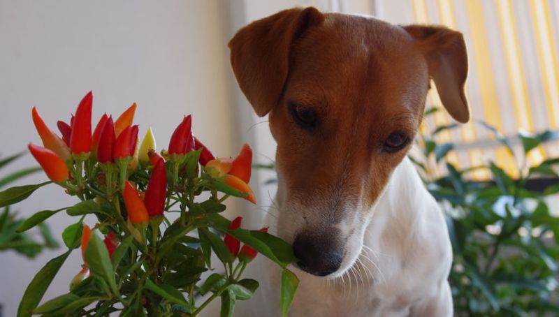 Spicy Chili Peppers Create Canine Discomfort