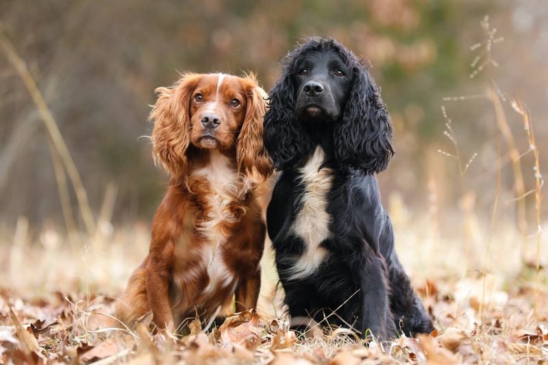 Cocker Spaniel: The Soulful Pleaser