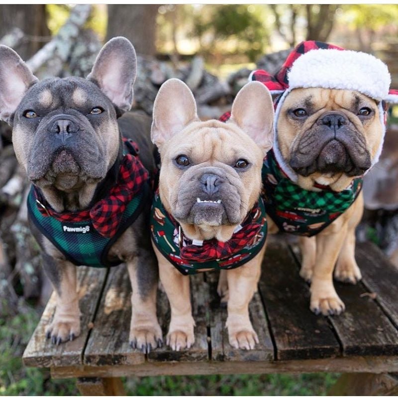 French Bulldogs: Bat-Eared Besties