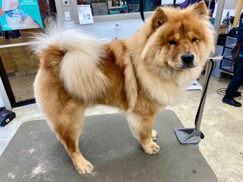 Chow Chow