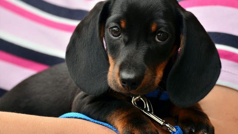 Dachshund: The Adorable Hot Dog