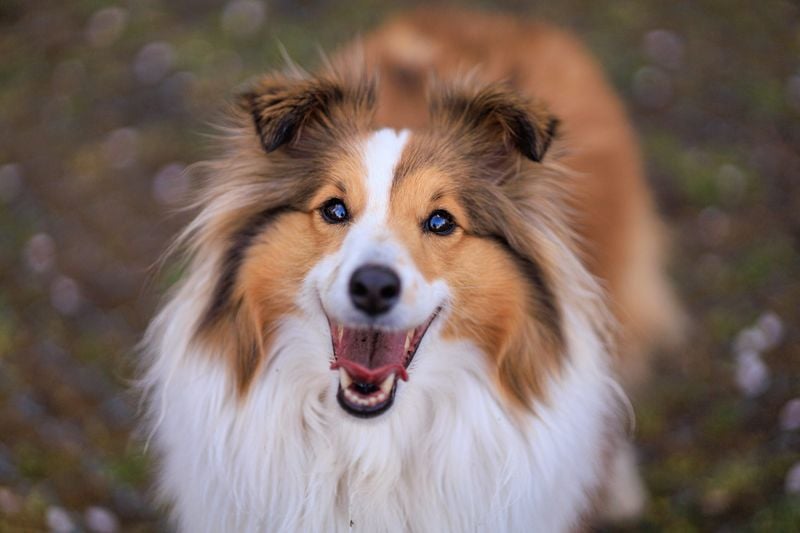 Shetland Sheepdog: The Sensitive Herder