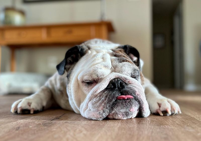 Bulldog's Facial Fold Fragrance