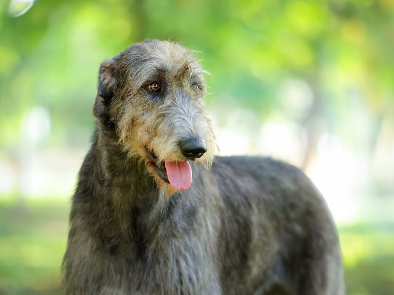 Irish Wolfhound: The Gentle-Hearted Giant