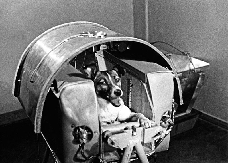 Canine Cosmonauts
