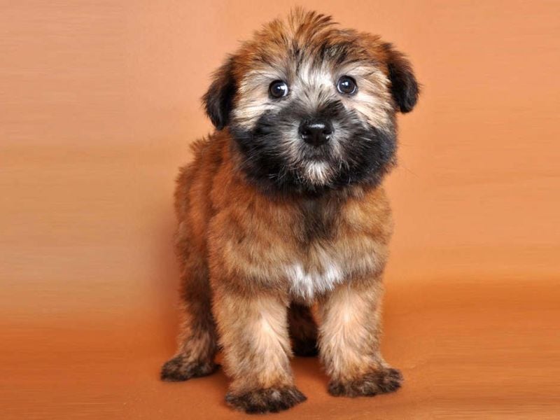 Soft Coated Wheaten Terrier