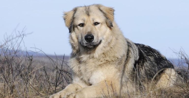 I’d Think Twice Before Getting These 9 Dog Breeds as Pets
