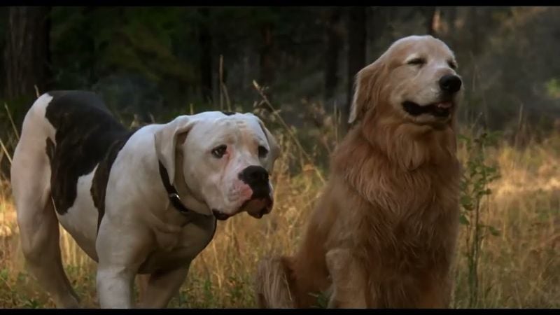 Chance & Shadow (Homeward Bound)
