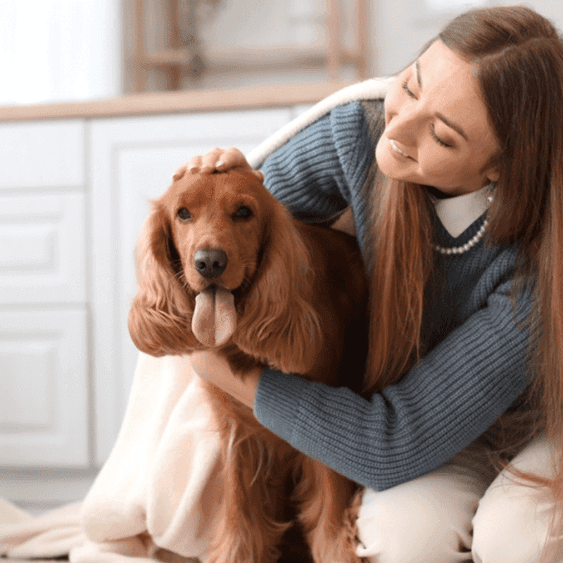 Cocker Spaniel