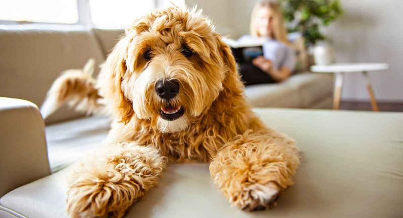 Labradoodle – Labrador Retriever × Poodle