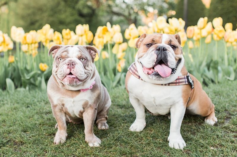English Bulldog