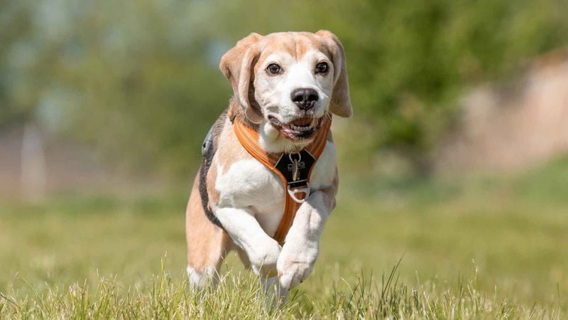 Beagle: Following Their Nose to Freedom