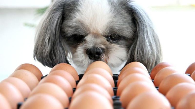 Raw Eggs