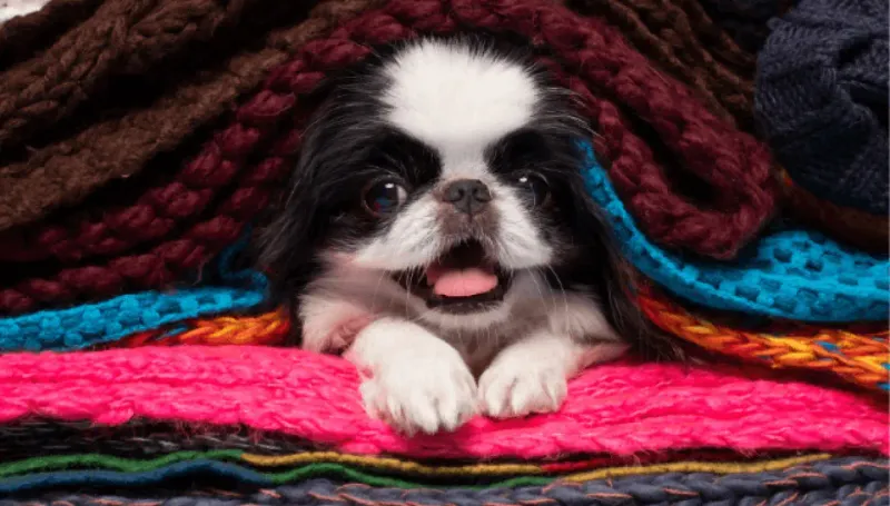 Japanese Chin: The Imperial Judge