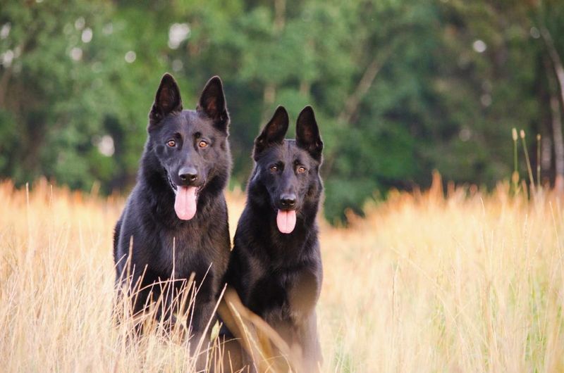 Black German Shepherd