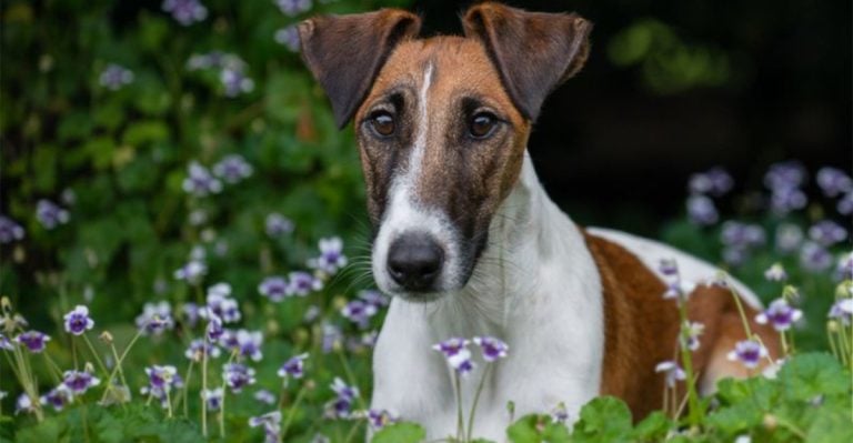 Is the Smooth Fox Terrier Your Perfect Match? Here’s 12 What You Need to Know