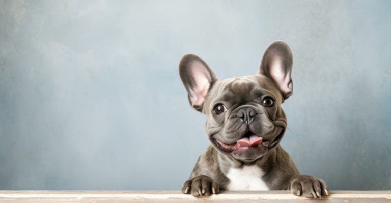 Is Your Dog One of the Cutest Breeds in the World?