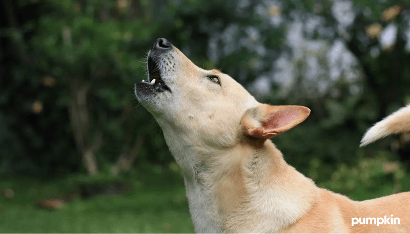 Excessive Vocalization
