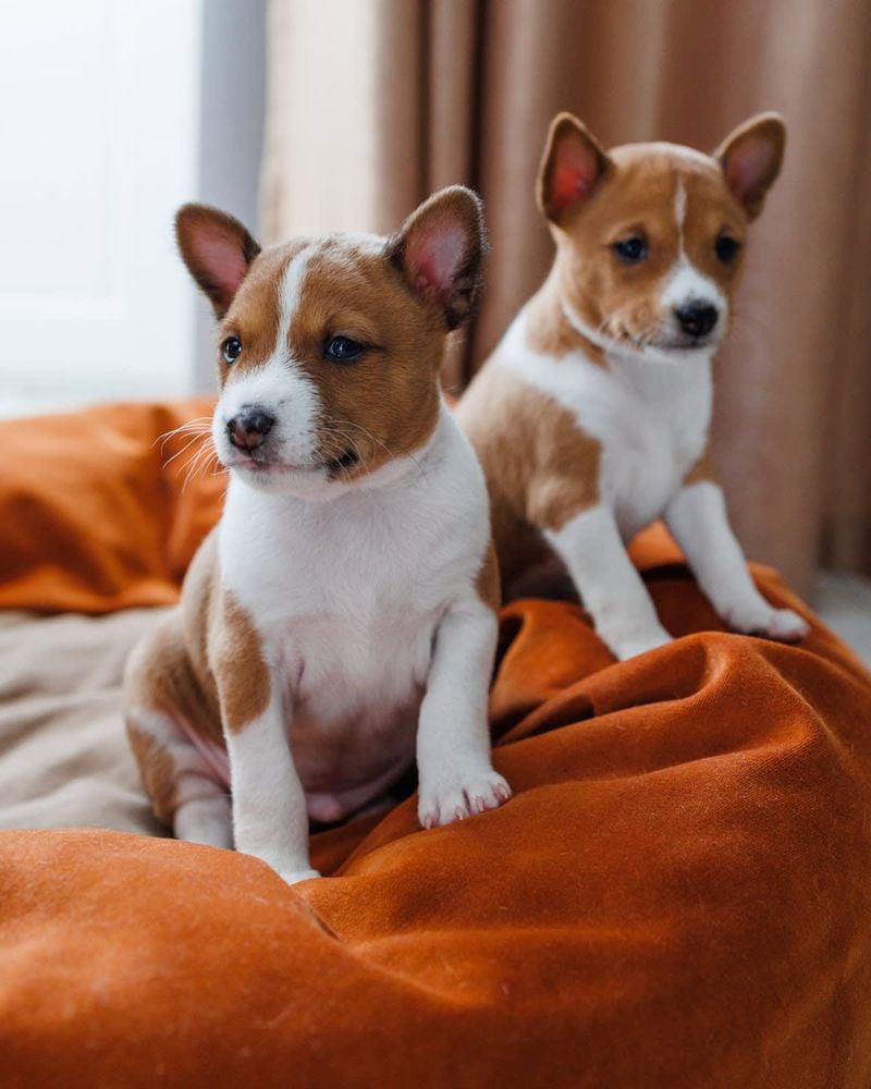 Basenji