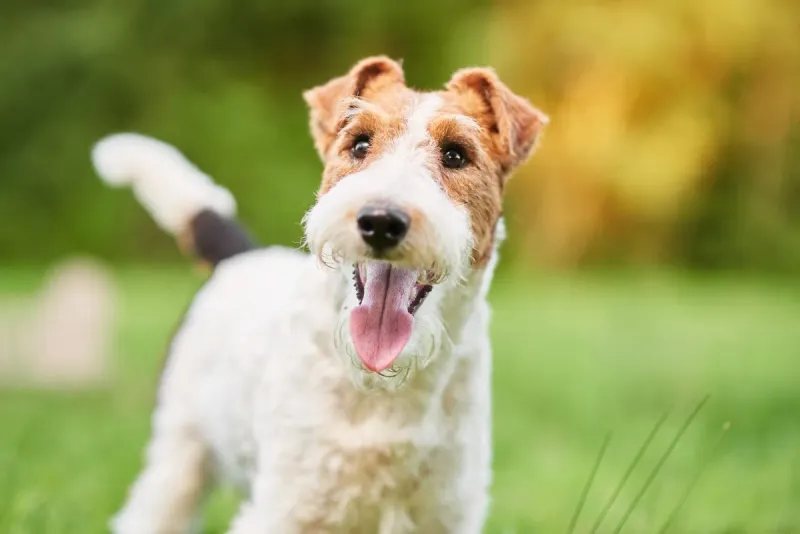 Fox Terrier: The Feisty Troublemaker