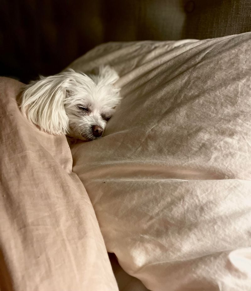 Maltese: Snow-White Slumber Angels