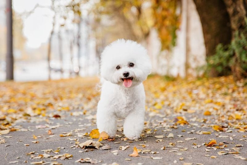 Bichon Frisé: Cotton-Ball Cuddle Expert