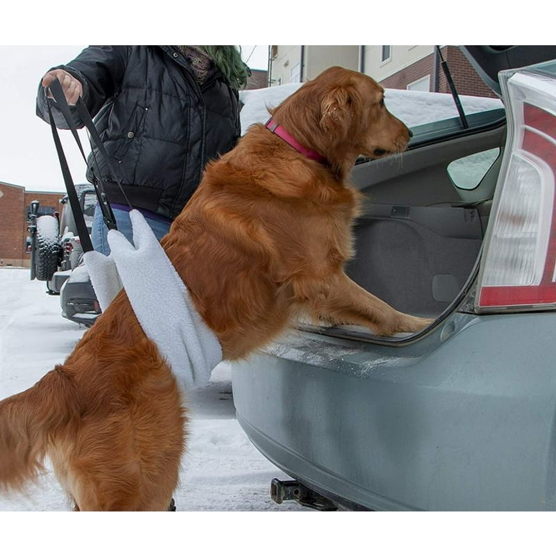 Veterinary Perspective