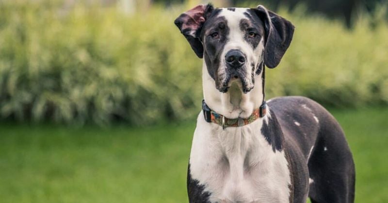 Great Dane