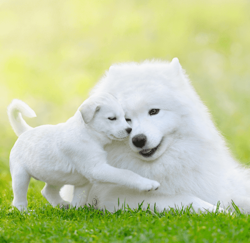 Samoyed: The Smiling Snow Cloud