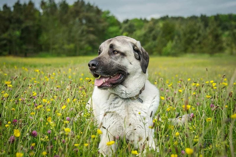 Anatolian Shepherd: The Desert Sentinel