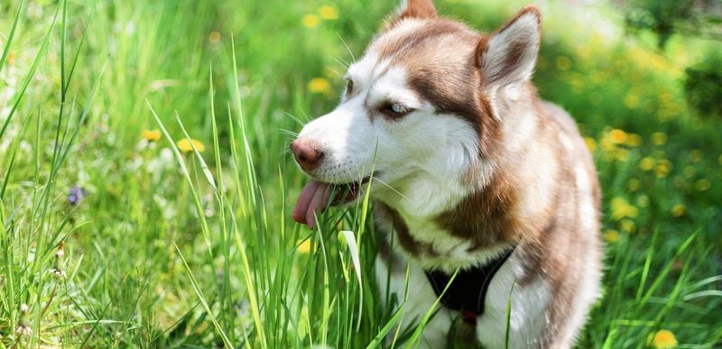 Anxiety Relief Through Repetitive Chewing