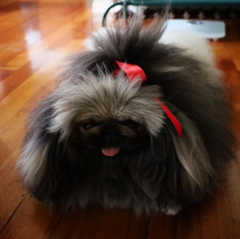 Pekingese's Hidden Hair Horrors