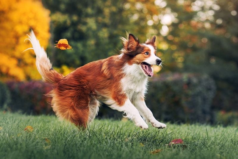 Border Collie