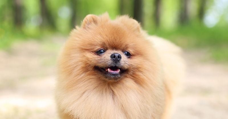 Pomeranian
