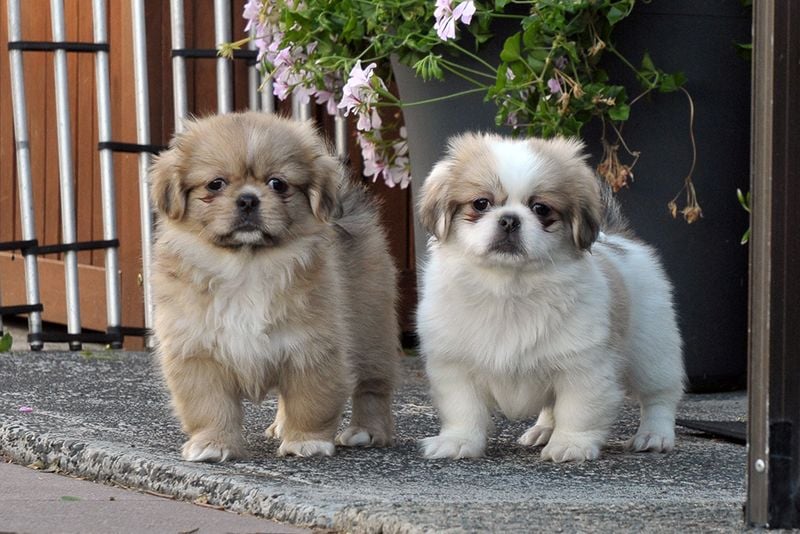 Tibetan Spaniel