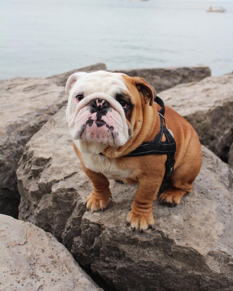 Bulldog: Lovable But Lazy Learner