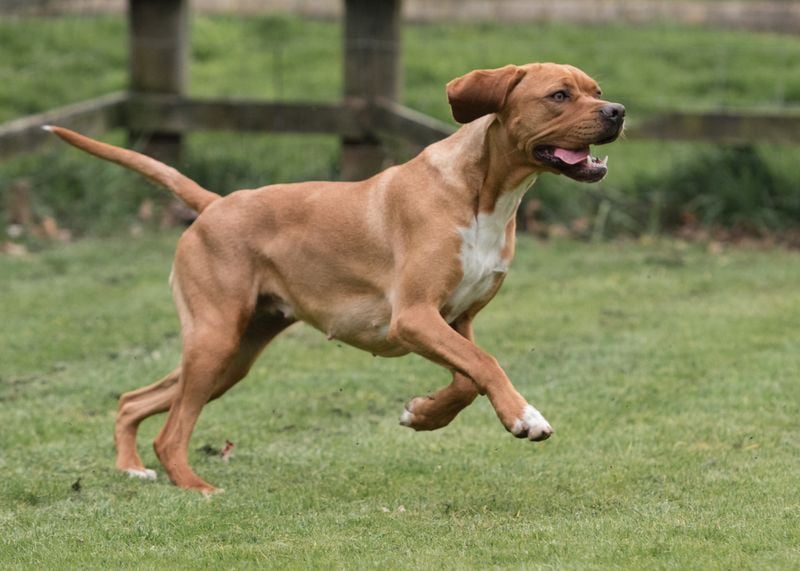 Portuguese Pointer (Portugal)