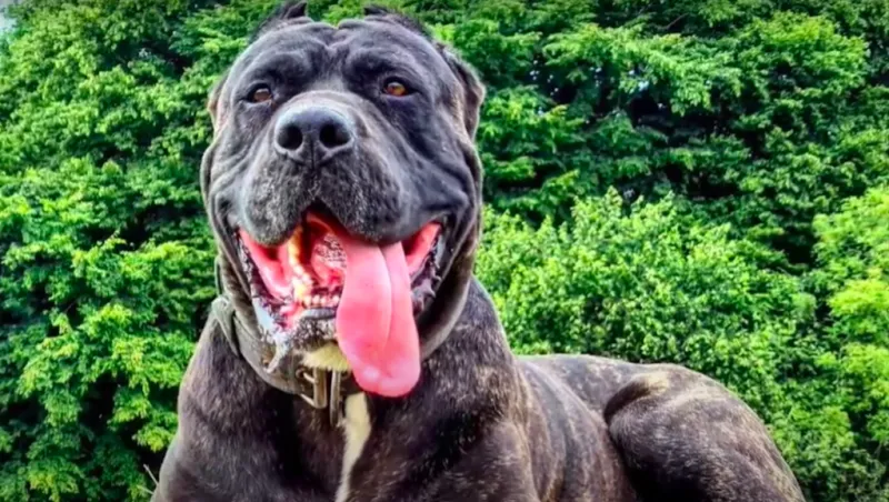 Bandog (Bandogge Mastiff)