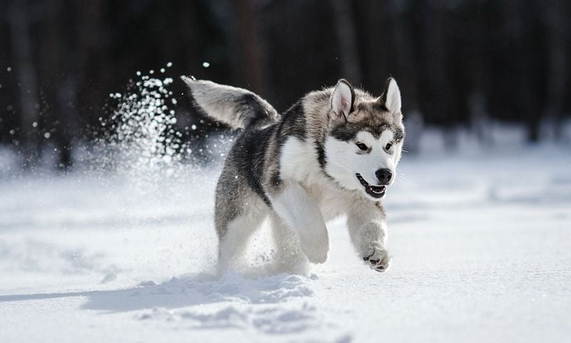 Snow Day Celebration