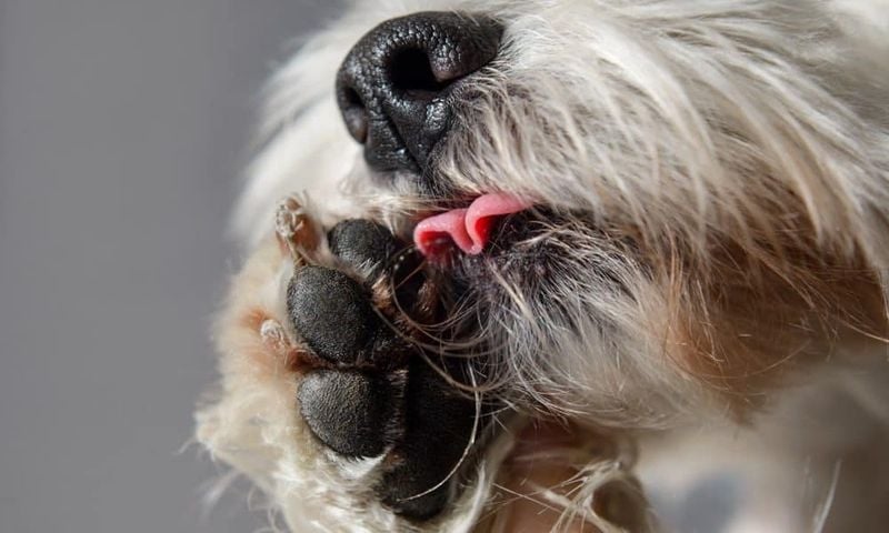 Food Sensitivities That Manifest Through the Paws