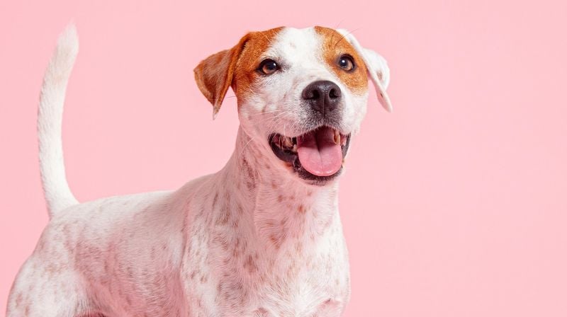 Jack Russell Terrier