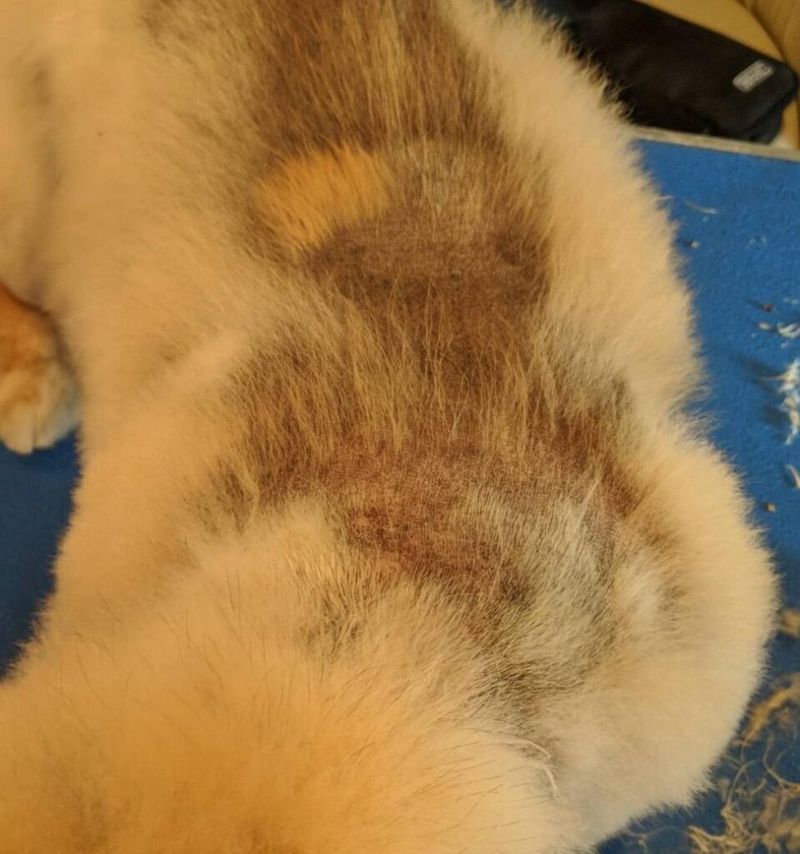 Shaving Double-Coated Breeds