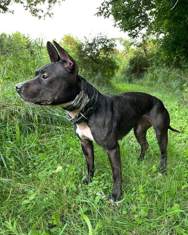 American Pit Bull Terrier