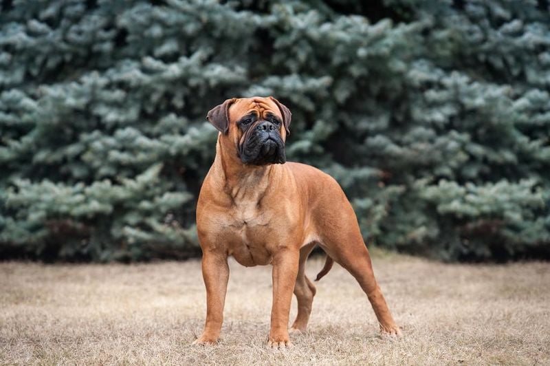 Bullmastiff: The Gentle Giant with Stubborn Streaks