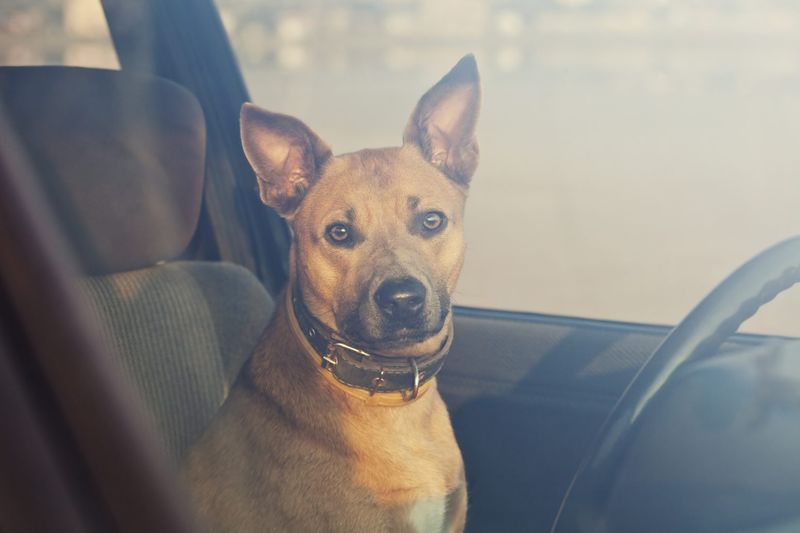 Leaving Your Dog Alone in the Car
