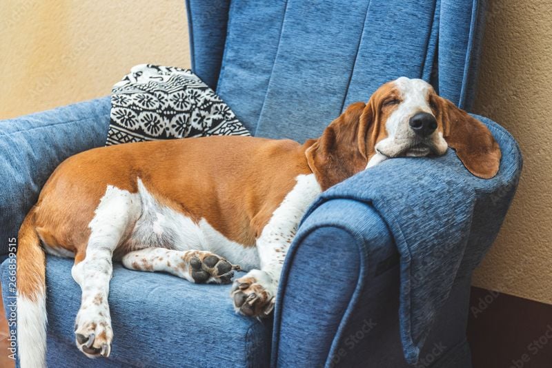 Basset Hound