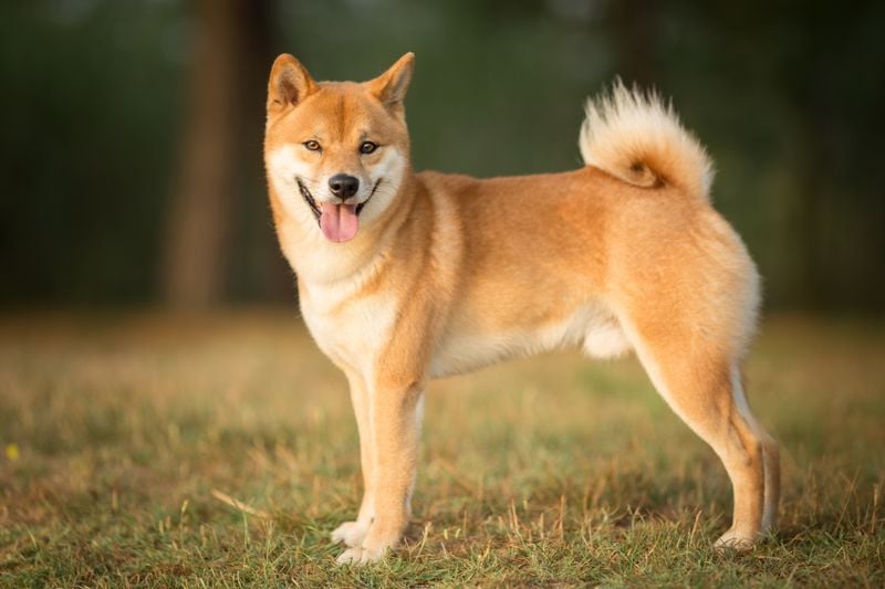 Shiba Inu: The Clever Challenger